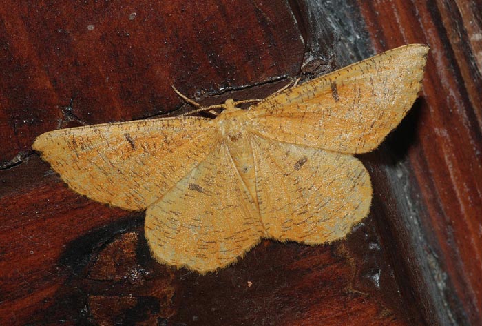 Angerona prunaria